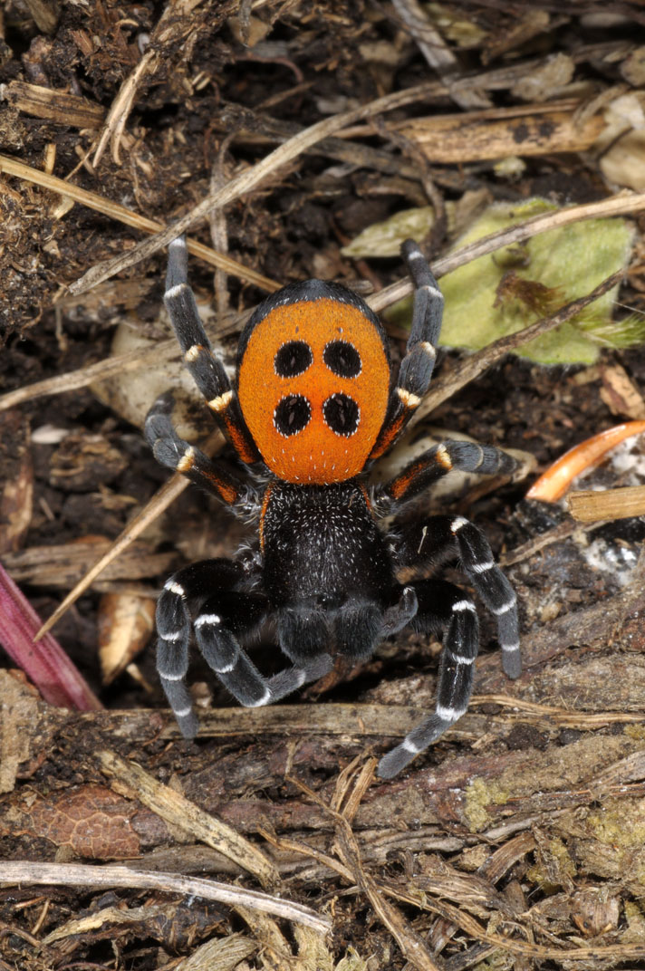 Eresus sp.